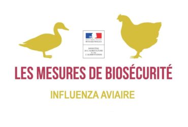 influenza-aviaire