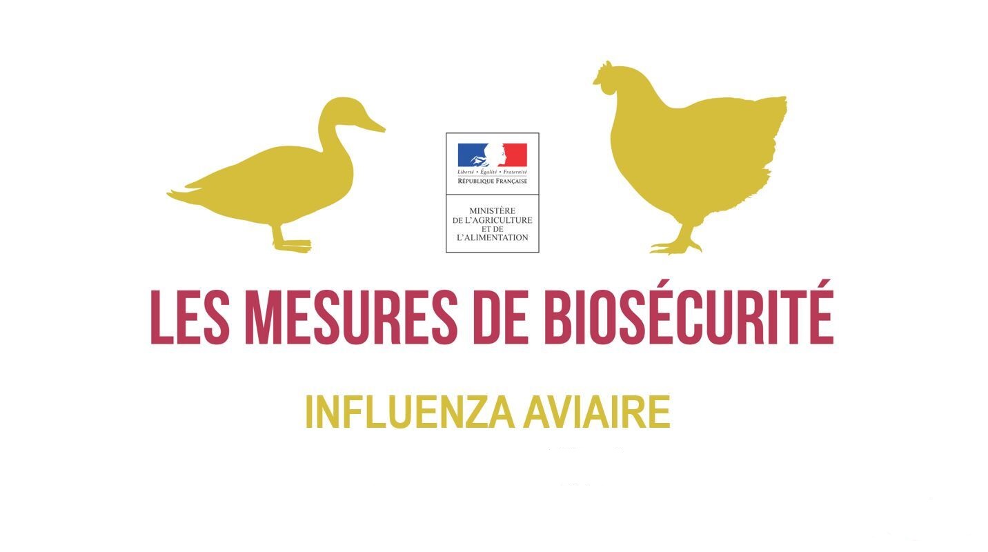 influenza-aviaire